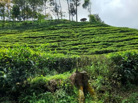 5 Rekomendasi Agrowisata di Blitar yang Pas untuk Liburan Akhir Tahun