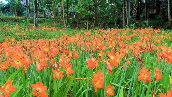Lokasi dan Harga Tiket Masuk Kebun Bunga Amarilis Jogja Taman Incaran Selfie Jangan Dirusak Lagi Daka Tour