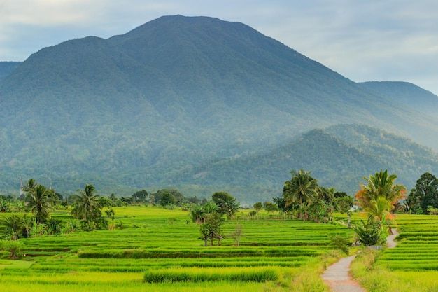 Premium Photo Morning view in the hills and rice fields in a beautiful small village