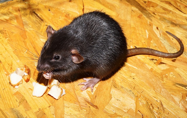 rat 2804058 640
