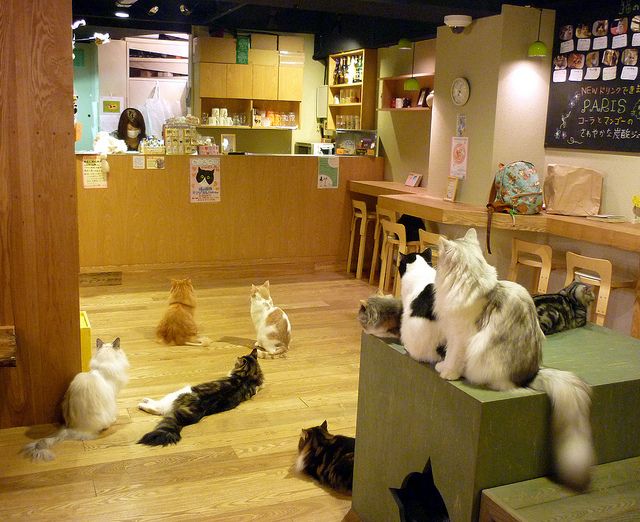 Game kucing terbaik - Cat Cooking Bar