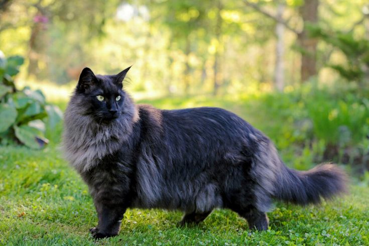 Game kucing terbaik - Cat Forest